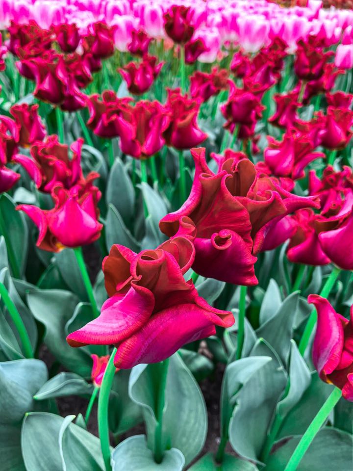 keukenhof holandsko