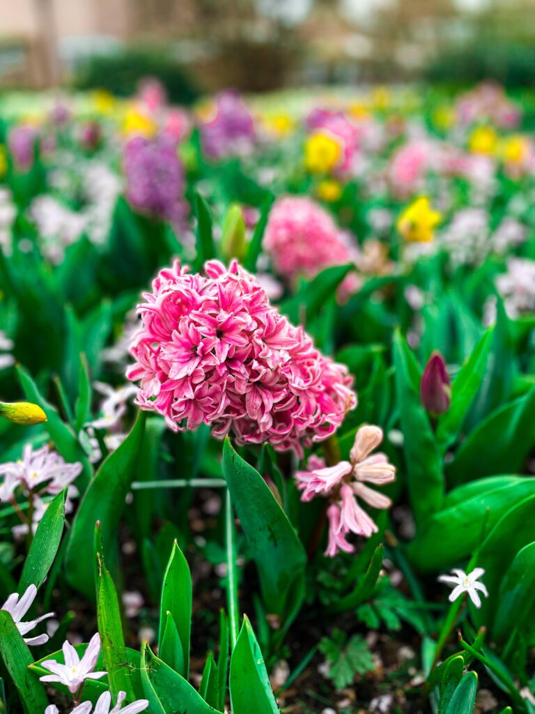 keukenhof holandsko