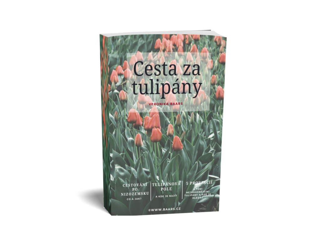 cesta za tulipány