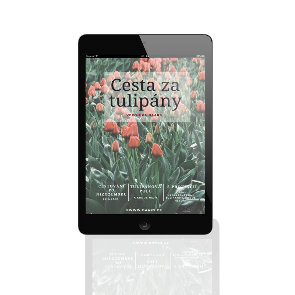 cesta za tulipány