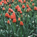 tulipánová pole holandsko