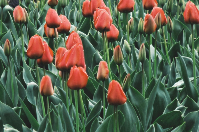 tulipánová pole holandsko