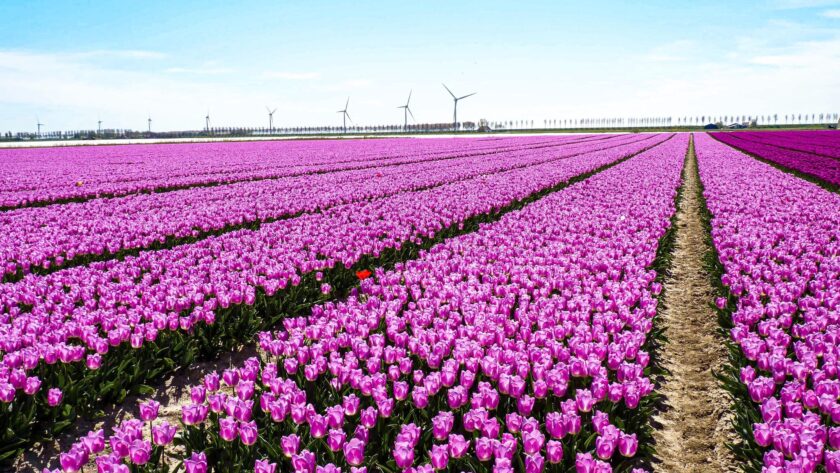 Kdy v Nizozemsku kvetou tulipány?